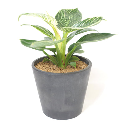 植物