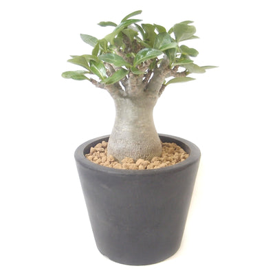 塊根植物