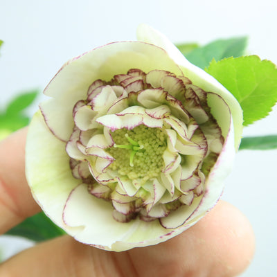 グリーンオニックス　142キロ　庭石　鑑賞石　石　置物　オブジェ　インテリア グリーンオニックス 142キロ 庭石 鑑賞石 石 置物 オブジェ