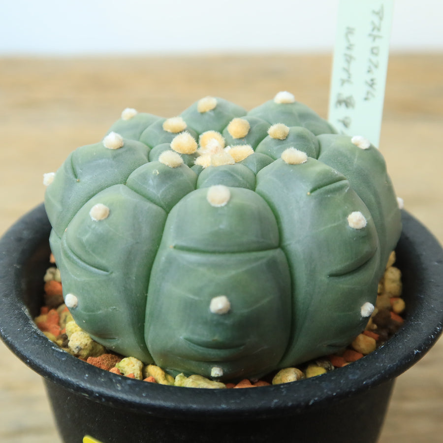 大株】【塊根幅10㎝】アデニアグラウカ 陶器鉢 塊根植物 ただよい 多肉 