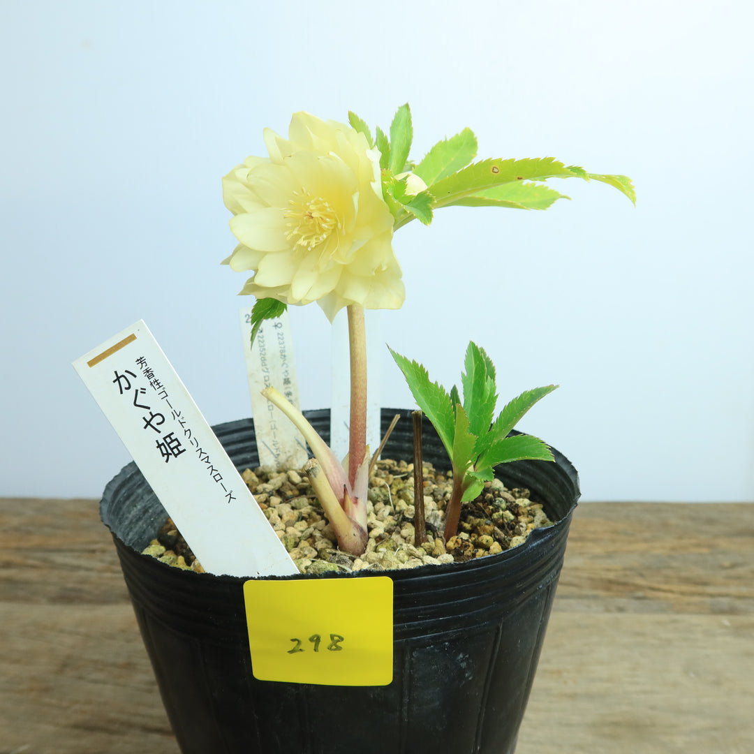 クリスマスローズ　加藤農園かぐや姫　株分け 株分け苗、クリスマスローズ かぐや姫、加藤農園様 タグ無し