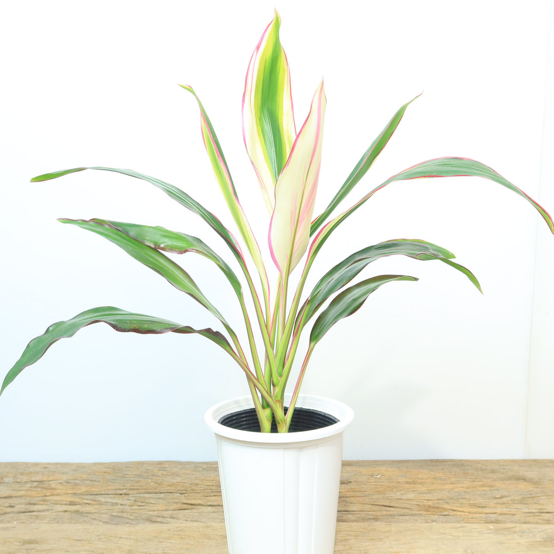 庭木 植木：コルジリネ・オーストラリス・ブラックナイト*赤ドラ ドラセナ 特大株 現品限り！ 樹高110ｃｍ 佐川急便発送 : 遊恵盆栽  Yahoo!店 - 通販 - Yahoo!ショッピング