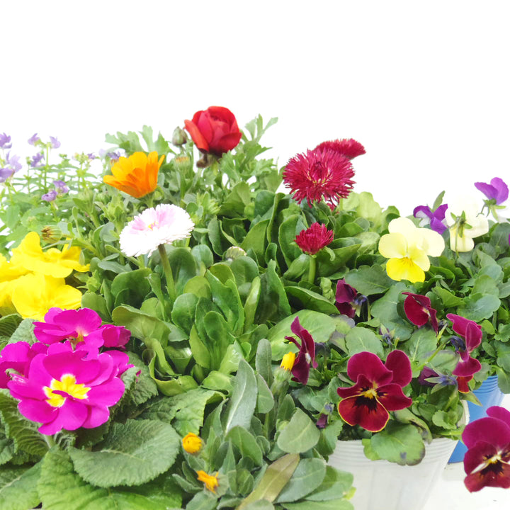 季節の花苗セット 12ポット – OZAKI ONLINE STORE